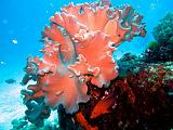 La Grande Barriera Corallina Australiana - 026